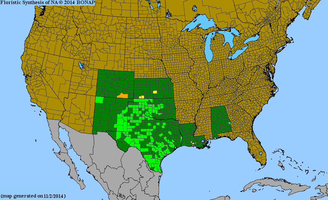 County distribution map of Oenothera berlandieri ssp. berlandieri - Berlandier's Sundrops